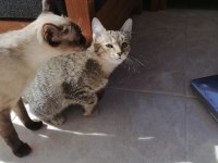 3 aylık dişi tekir yavru