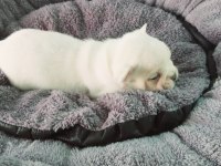 Bakmadan GEÇME UYGUN Oyuncu French Bulldog