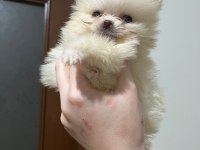 Pomeranian yavrular
