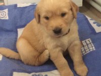 A kalite yavrularımız ırk sağlık garantilidir golden