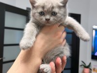 12 Mayıs doğumlu british shorthair yavrularımız