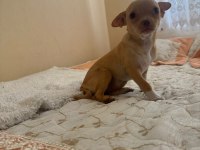 Dişi 3.5 aylık chihuahua