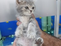 55 günlük son 4 yavru scottish fold