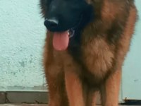 Safkan Erkek Alman Çoban Köpeğimiz