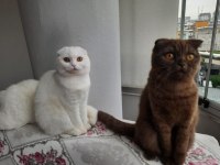 2 yaşında dişi kızlarımız scottish fold