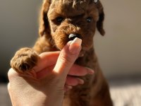 SEÇKİN POODLE YAVRULAR ZİYARETE AÇIK AŞILI