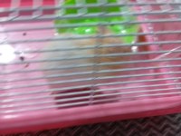 Acil satılık yavru hamster