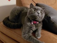 British Shorthair Gri Kedimiz