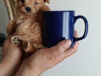 Teacup Maltipoo Yavrular