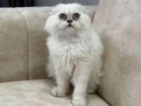 A kalite safkan scottish fold longhair silver point erkek