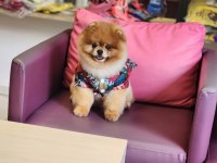 TÜRKİYENİN EN İYİSİ İDDAA EÐİYORUZ POMERANİAN