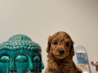 İstanbul uygun bütçeli kapıda ödemeli maltipoo