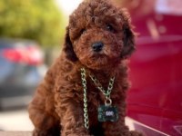 Safkan Toy Poodle Bebekler