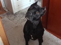 Cane Corso Erkek