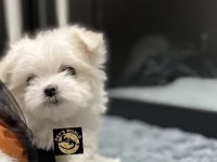 Maltese yavrularımız