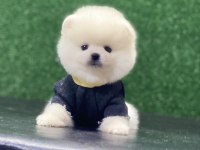 POMERANİAN