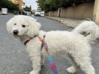 9 AYLIK TUVALET EĞİTİMLİ ERKEK MALTİPOO