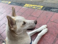 7 Aylık dünyalar yakışıklısı husky