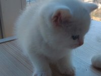 British shorthair beyaz yavru