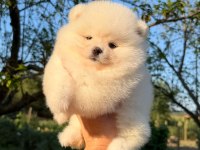 Kusursuz Karbeyaz Ayı Surat Pomeranian Boo