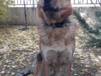 Alman çoban köpeği yavrumuzu sahiplendiriyoruz