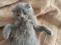 Sevgi dolu bebek kedilerim