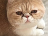 EV KEDİMİZ YAVRUSU İLE SAHİPLENDİRİLECEK