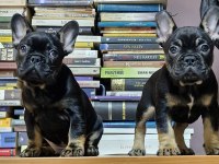 1 dişi ve 1 erkek İzmir 60 günlükler french bulldog