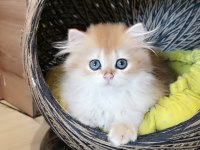 Full şecereli kucak kedisi british longhair