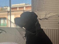 Ücretsiz olarak köpeğime güzel bakabilecek yuva arıyorum