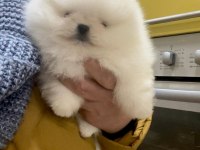 POMERANİAN KAÇIRAN ÜZÜLÜR