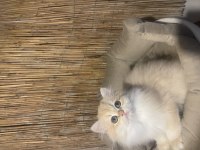 Anne Baba Şecereli NY12 Safkan British Longhair Dişi