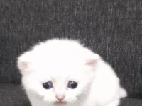 1 aylık pamuk british shorthair