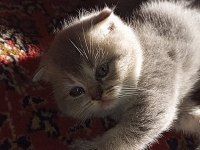 50 GÜNLÜK MİNNOŞ KEDİLER