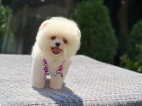 Pomeranian Boo 3 Aylık