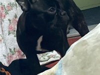 French bulldog kızımızı sahiplendirmek