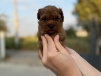 Sevimli poodle bebişim