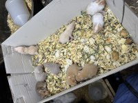 Tam sevmelik hamsterlarım yeni yuvalarını gitmeye hazır