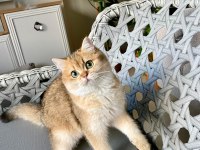 Muhteşem safkan british shorthair çocuklar