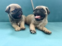 ERKEK PUG YAVRULARIMIZ KALİTE ASLA TESADÜF DEĞİLDİR