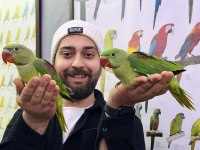 BEBEK ALEXANDER İSKENDER PAPAĞANI YAVRULARIMIZ