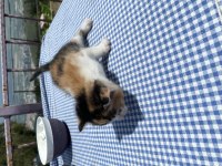 TATLI BEBİŞ KEDİLERİ SAHİPLENDİRİYORUZ