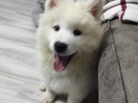 Dünyanın en tatlı köpekleri SAMOYED