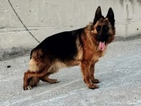 Showline erkek alman çoban köpeği yavru