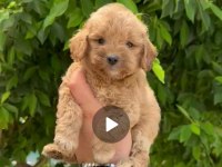 45 50 günlük 3 erkek 1 dişi maltipoo yavrularımız