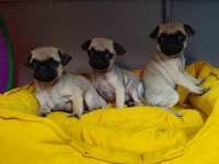 0 BURUN GÜL KUYRUK PUG MOPS BEBELER