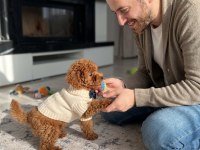 Toy Poodle Yavrular İçin Ulaşın
