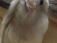 Hamster-Gonzales Yavrularımız Heryere Gönderim