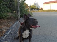BLUE ERKEK FRENCH BULLDOG