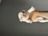 İzmir french bulldog köpekler